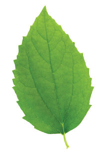 MJ20 F4 Ecotherapy Leaf